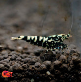 Black Galaxy Caridina Shrimp - Grade SSS++